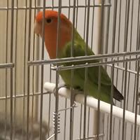 Inseparabile femmina, Agapornis roseicollis