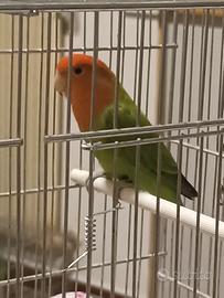 Inseparabile femmina, Agapornis roseicollis