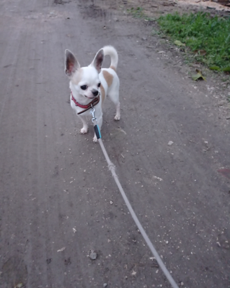 Chihuahua per monte con pedigree