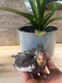 Calopsite da imbecco