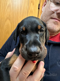 Splendidi Cuccioli di Dobermann