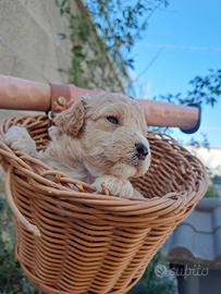 Mini toy barboncino maltese maltipoo