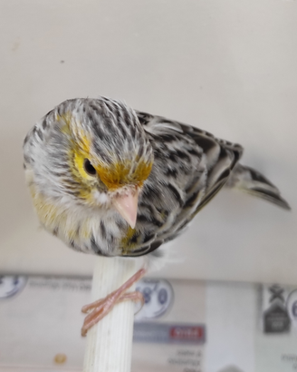 Animali