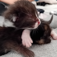 Gattini incrocio persiano