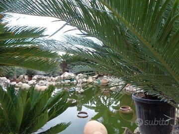 Vivaio a due passi dal centro