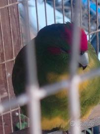 Kakariki
