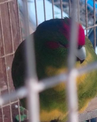Kakariki