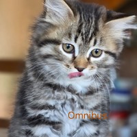 Cucciolo di siberiano ipoallergenico