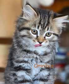 Cucciolo di siberiano ipoallergenico