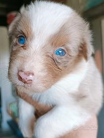 Cuccioli di pastore australiano con pedigree