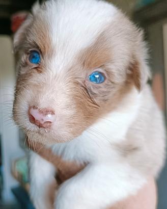 Cuccioli di pastore australiano con pedigree
