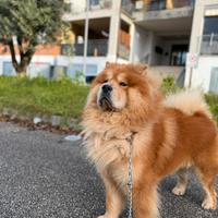 Chow Chow