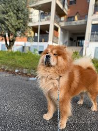 Chow Chow