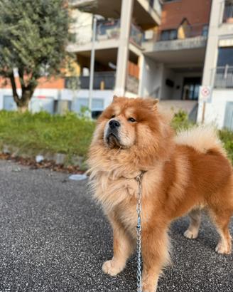 Chow Chow