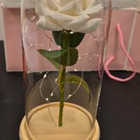 Rosa bianca illuminata