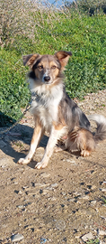 Cucciolone border collie