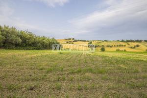Terreno agricolo di 36.600 mq a Morrovalle!