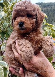 Barboncini cucciole disponibile