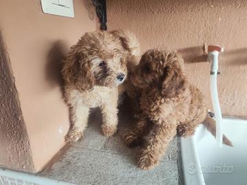 Cuccioli di pura razza teddy