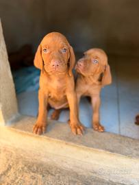 Cuccioli di Vizla Bracco Ungherese