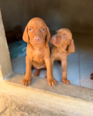 Cuccioli di Vizla Bracco Ungherese