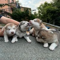 Cuccioli Alaskan Malamute