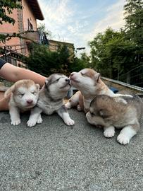 Cuccioli Alaskan Malamute