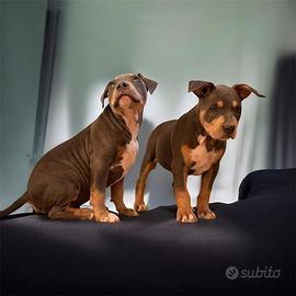 American Pitbull terrier tricolore
