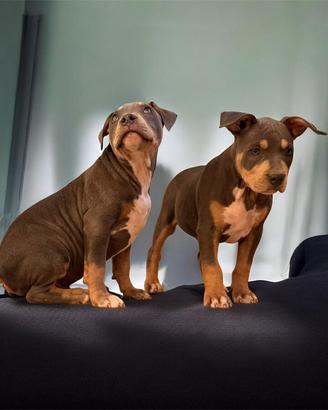 American Pitbull terrier tricolore