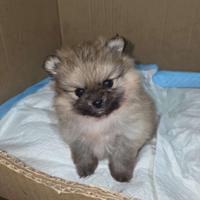 Volpino Pomerania Enci