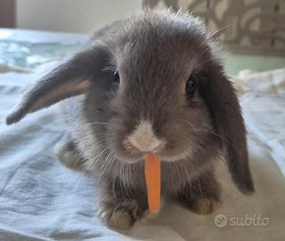 Coniglio ariete nano cuccioli