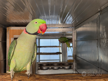 Parrocchetto grande alessandrino