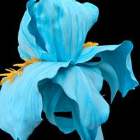 fiore gigante Iris azzurro 