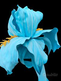 fiore gigante Iris azzurro 
