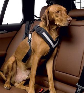 Cintura di sicurezza per cani Allsafe Original