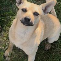 Cagnolino taglia piccola