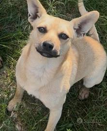 Cagnolino taglia piccola
