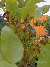 pistacchio pianta adulta innesto di quattro anni 