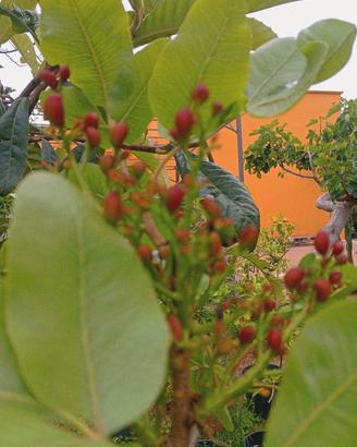 pistacchio pianta adulta innesto di quattro anni 