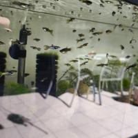 Esubero Endler e muschio di giava