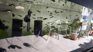 Esubero Endler e muschio di giava