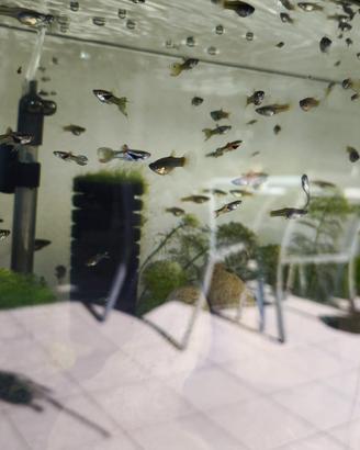 Esubero Endler e muschio di giava