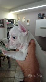 Cuccioli di bulldog francese esotico