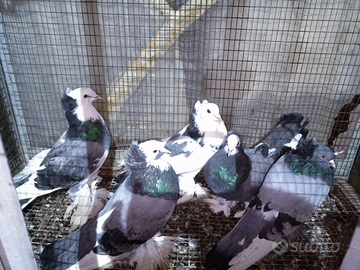 Colombi giganti ungheresi