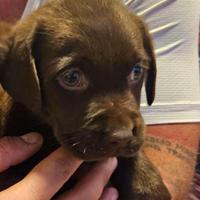 Labrador colore cioccolato