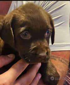 Labrador colore cioccolato