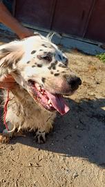 Setter inglese