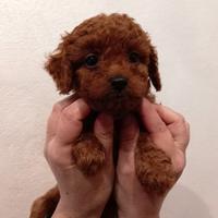 Barboncino MINI MINI TOY RED Brown ,piccolissimi