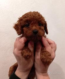 Barboncino TOY RED Brown