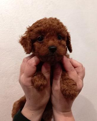 Barboncino TOY RED Brown